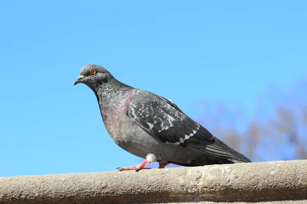 Pigeon de ville — Photo