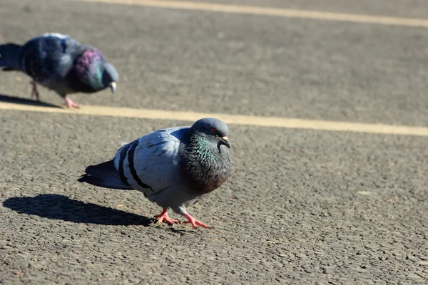 Pigeons sur le trottoir — Photo