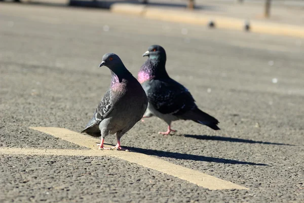 Pigeons sur le trottoir — Photo