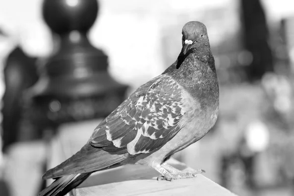 Pigeon dans la ville — Photo