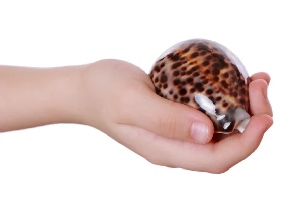 Girl holding sea shell — Stock Photo, Image