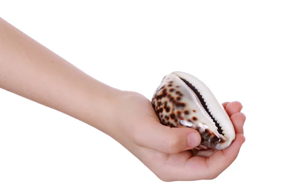 Girl holding sea shell — Stock Photo, Image