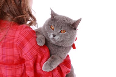 Kız holding İngiliz kedi