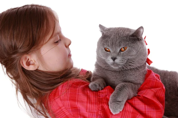 Девушка держит британского кота — стоковое фото