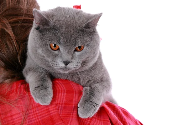 Chica sosteniendo gato británico —  Fotos de Stock