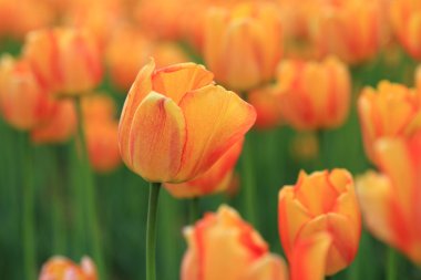 Kırmızı ve turuncu Lale Park Bahçe, bahar çiçekleri