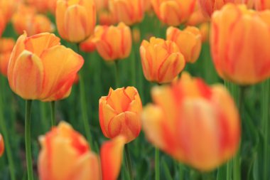 Kırmızı ve turuncu Lale Park Bahçe, bahar çiçekleri