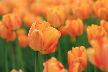 Kırmızı ve turuncu Lale Park Bahçe, bahar çiçekleri