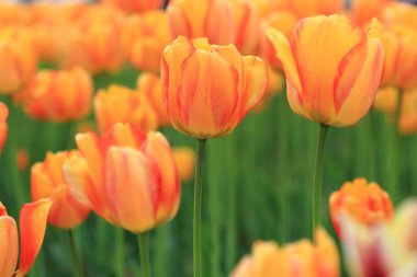 Kırmızı ve turuncu Lale Park Bahçe, bahar çiçekleri