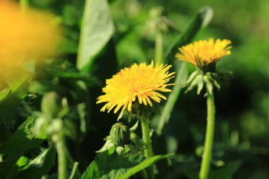 dandelions ile bahar çayır