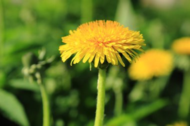 dandelions ile bahar çayır