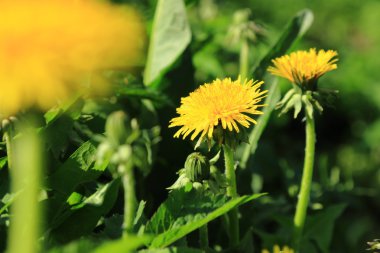 dandelions ile bahar çayır