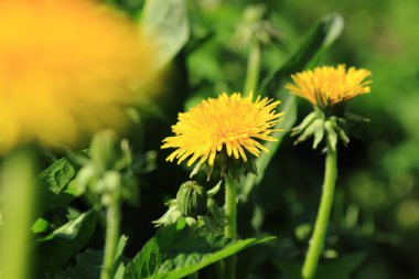 dandelions ile bahar çayır