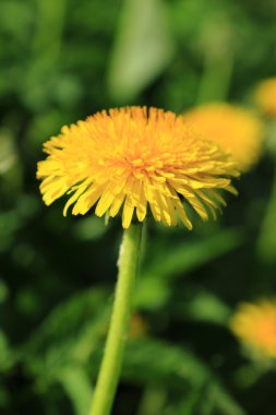 dandelions ile bahar çayır