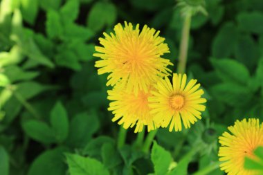 arka plan sarı dandeloons bahar çayırda, Rusya Federasyonu