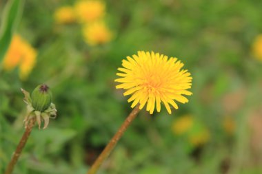 Sarı dandelions çiçek arka plan