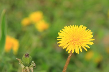 Sarı dandelions çiçek arka plan