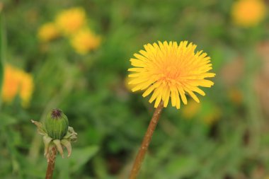 Sarı dandelions çiçek arka plan
