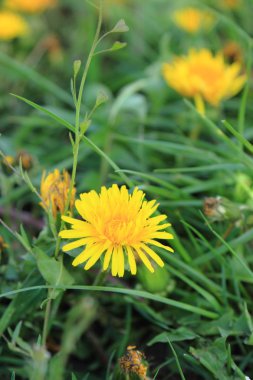 Bahar çiçek arka planını çiçeği karahindiba