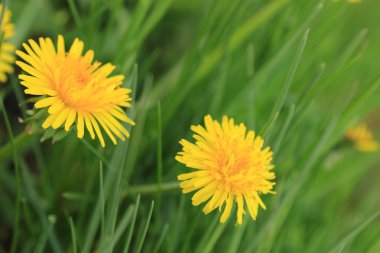 Bahar çiçeği dandelions çiçek arka plan