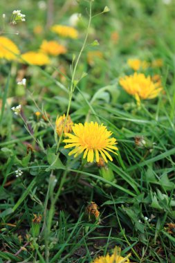 Bahar çiçek arka planını çiçeği karahindiba