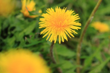 Bahar çiçeği dandelions çiçek arka plan