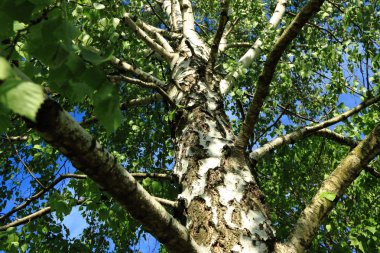 Bloom bahar huş ağaçları arka plan