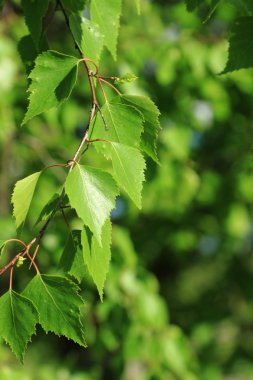 arka planı yeşil bahar huş ağacı yaprakları