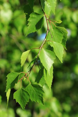 arka planı yeşil bahar huş ağacı yaprakları