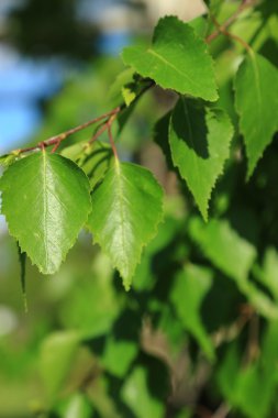 arka planı yeşil bahar huş ağacı yaprakları