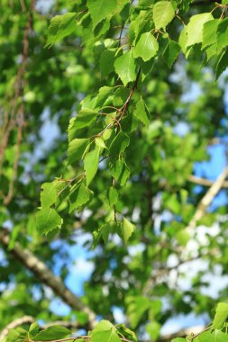 Bloom bahar huş ağaçları arka plan