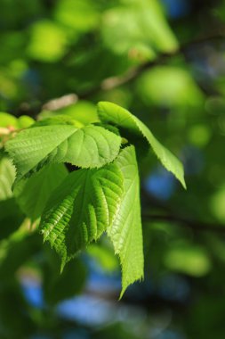 Bahar güneşli arka plan görüntüsü