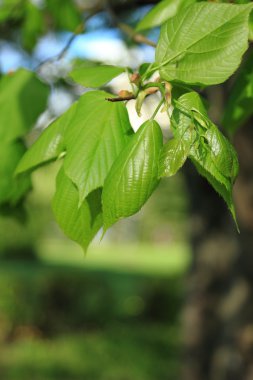 yeşil yaprakları ile seçici odak