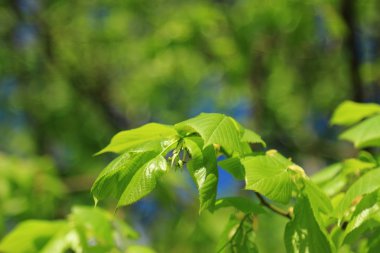 seçici odak ile terk