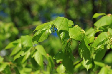 seçici odak ile terk