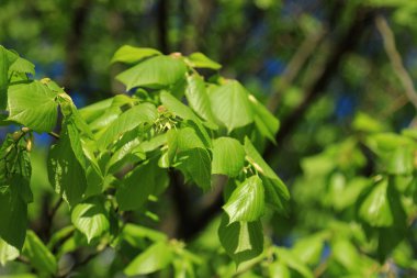 seçici odak ile terk