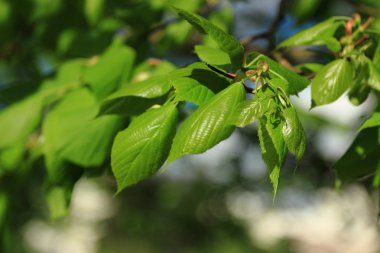 yeşil yaprakları ile seçici odak