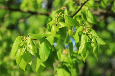 arka plan bahar ıhlamur yaprakları
