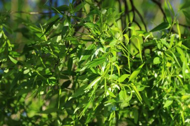 doğal yeşil arka plan açık bırakır