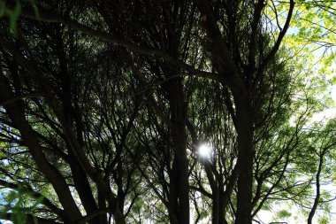 Söğüt Eko arka plan bir güneşli bir bahar günü park Moskova, Rusya bırakır.