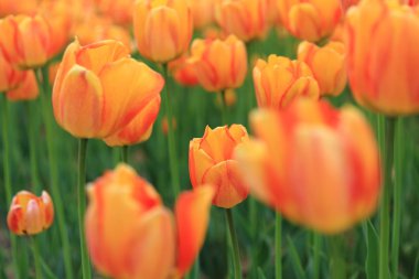 güzel doğa, Rusya Federasyonu