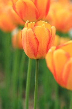 güzel doğa, Rusya Federasyonu