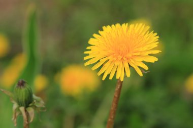 Sarı dandelions çiçek arka plan