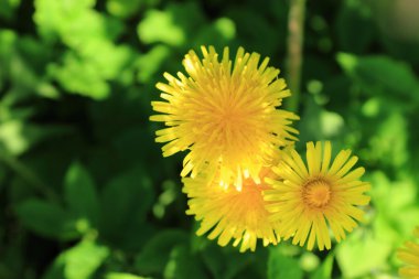 arka plan sarı dandeloons bahar çayırda, Rusya Federasyonu