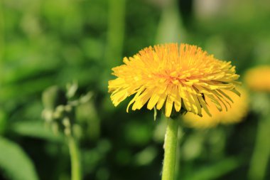dandelions ile bahar çayır