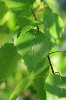 Güzel doğa arkaplanı
