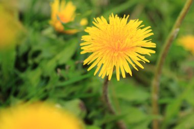 Sarı dandelions çiçek arka plan