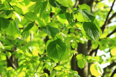 Güzel doğa arkaplanı