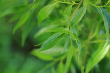 Güzel doğa arkaplanı