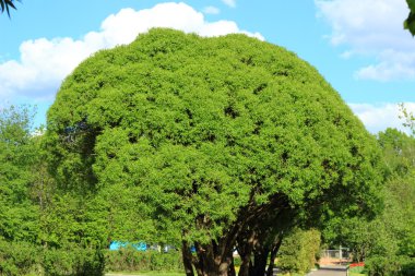 ağlayan söğüt ağacının kamu Park, Moskova, Rusya